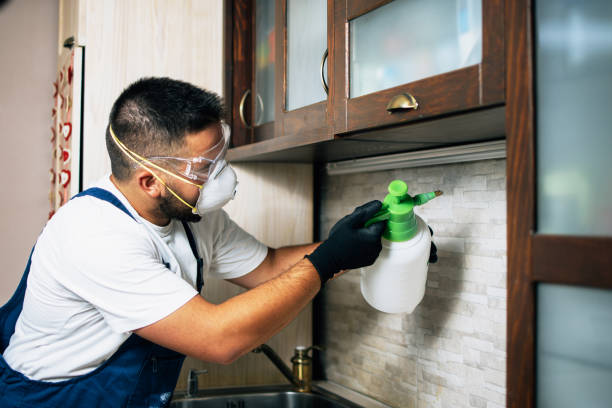 Best Wasp Removal Services  in Inverness, CO